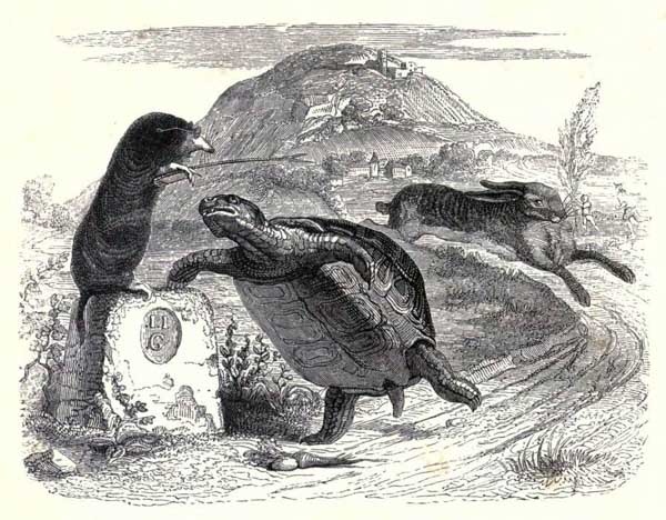 The Tortoise & The Hare